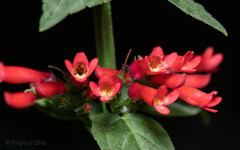 Bouvardia ternifolia