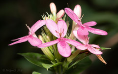 Pseuderanthemum carruthersii