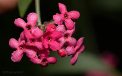 Arachnothryx leucophylla