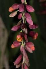 Thunbergia coccinea