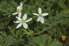 Anemonastrum fasciculatum