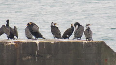 Phalacrocorax carbo