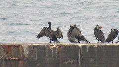 Phalacrocorax carbo
