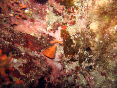 Calliostoma laugieri