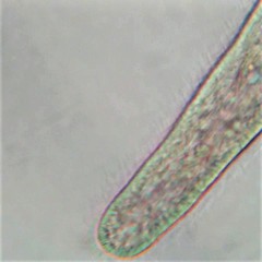 Stenostomum