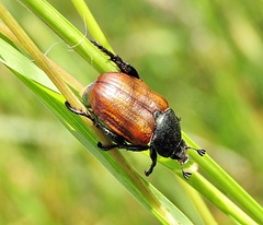 Anisoplia tempestiva