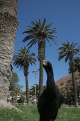 Nannopterum brasilianum