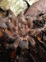 Chaetopelma altugkadirorum