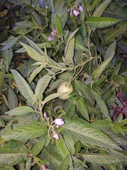 Solanum muricatum