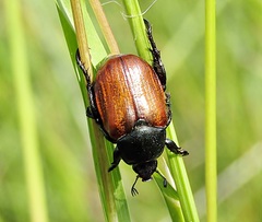 Anisoplia tempestiva