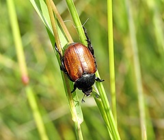 Anisoplia tempestiva