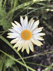 Xerochrysum milliganii
