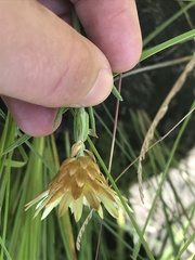 Xerochrysum milliganii