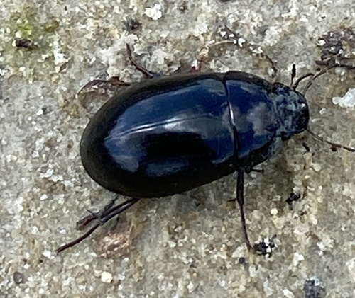 Lesser Silver Water Beetle, De Brand, Udenhout, North Brabant, NL, photo 7 of 10