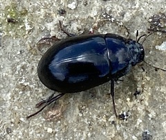 Hydrochara caraboides