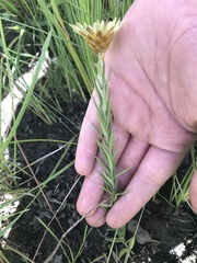 Xerochrysum milliganii