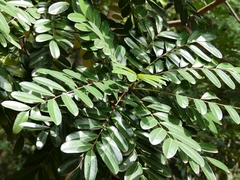 Simarouba