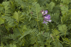 Vicia sosnowskyi