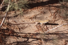 Acanthodactylus boskianus