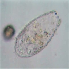 Euglypha