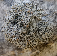 Speerschneidera euploca image