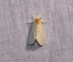 Euproctis melanorrhanta