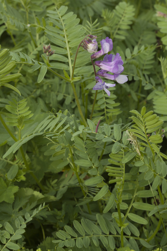Vicia sosnowskyi