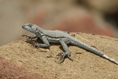 Microlophus quadrivittatus