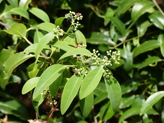 Santalum