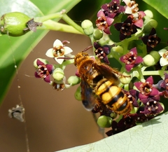 Phalerimeris madurensis