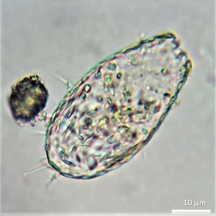 Euglypha
