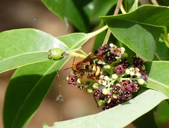 Phalerimeris madurensis