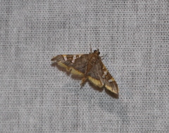Prophantis