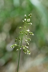 Anthoxanthum glabrum