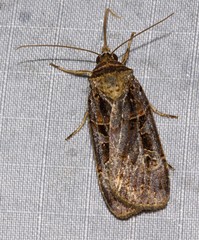 Pseudohermonassa tenuicula