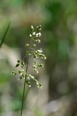 Anthoxanthum glabrum