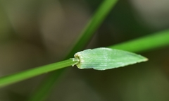 Anthoxanthum glabrum