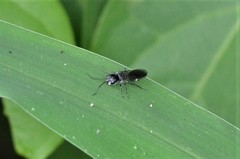 Trigonalys natalensis