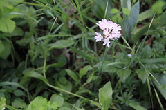 Allium roseum