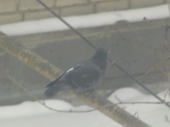 Columba livia domestica
