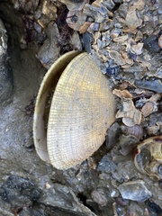 Ruditapes philippinarum