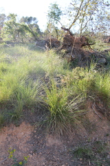 Ampelodesmos mauritanicus