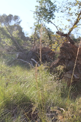 Ampelodesmos mauritanicus