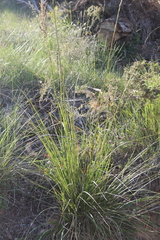 Ampelodesmos mauritanicus