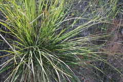 Ampelodesmos mauritanicus