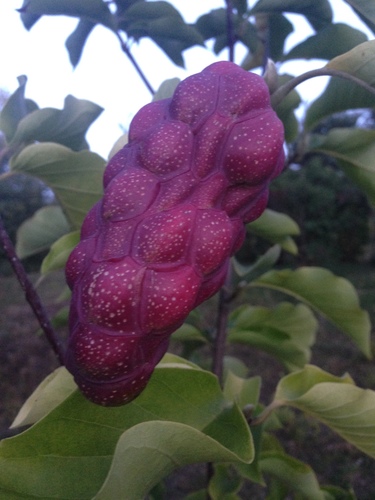 Magnolia × soulangeana iNat (2)