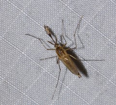 Ochlerotatus
