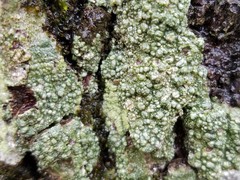 Pertusaria paratuberculifera