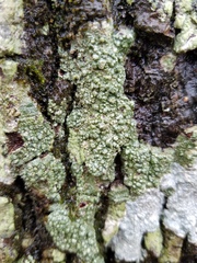 Pertusaria paratuberculifera
