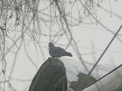 Columba livia domestica